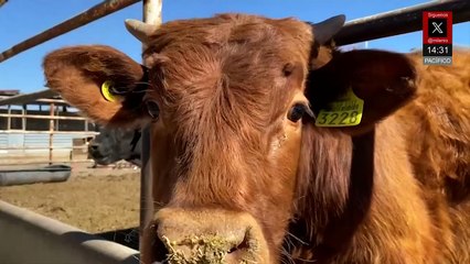 En Jalisco, detectan primer caso de gusano barrenador en Encarnación de Díaz