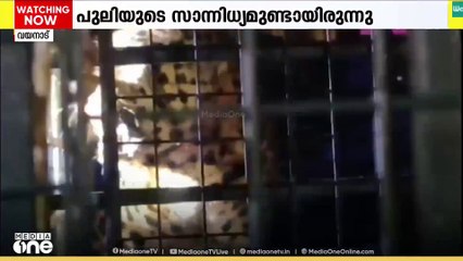 വയനാട് റിപ്പൺ വാളത്തൂർ ജനവാസ മേഖലയിൽ ഭീതി പരത്തിയ പുലി കൂട്ടിലായി...