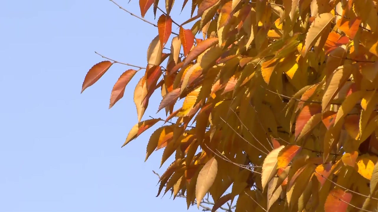 [날씨] 휴일 모처럼 온화한 늦가을...내일 또 '반짝 추위' / YTN
