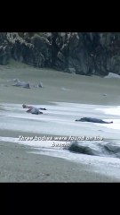 500 bodies from 150 years ago found on the beach