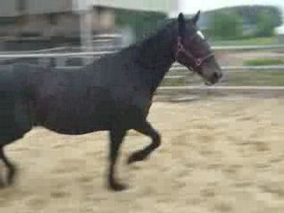 Blacky en piste