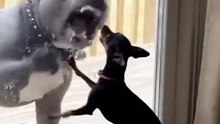 very comical dogs
