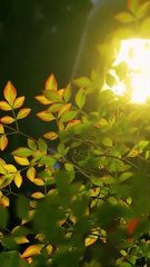 Keep the Ring, I'll Take My Crown #Dramabox