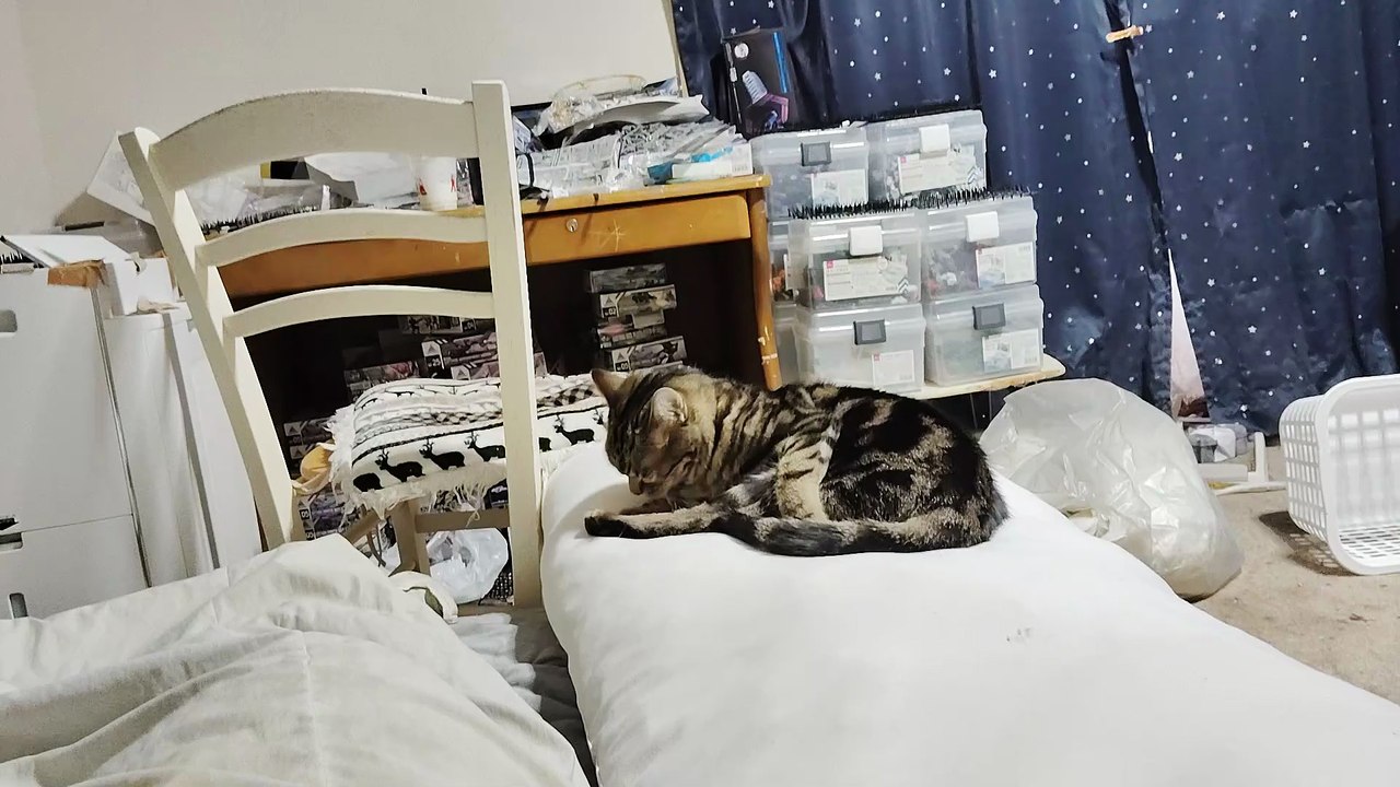 毛繕いするミア