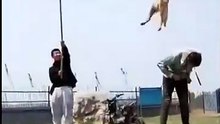 Dog jump