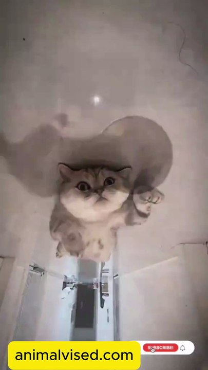 Cute Cat Funny Video 😹🐾 | Try Not to Laugh Challenge 2025