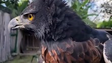 Black-and-Chesnut Eagle
