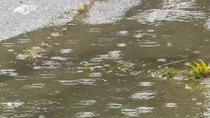 Rallye du Japon - Le résumé des premières spéciales du dimanche