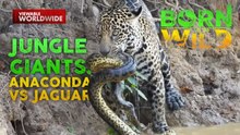 Jaguar vs. Anaconda, sino ang magwawagi? | Born to be Wild