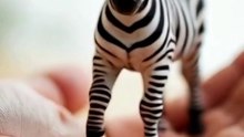 Tiny Zebra, Big Personality! 🦓✨#shorts #viral #viralvideo #cuteanimals #animals #viralshorts #cute