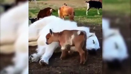 Funny Animal Videos - Funny Cats And Dogs _ 2020 Compilation#FunnyCats #CatVideos #CuteCats #FunnyPets #CatCompilation #FunnyAnimals