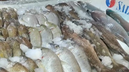 جوله في سوق السمك المركزي في مدينة جدة