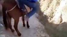 When the Donkey Says "Nope!": Unexpected Hilarious Horse/Donkey Ride Fail