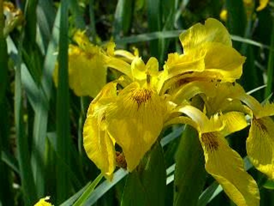 Iris sifflant