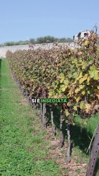 Lollobrigida - Una bella iniziativa dell’Associazione Dimore Storiche Italiane. (09.11.25)