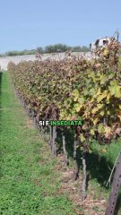 Lollobrigida - Una bella iniziativa dell’Associazione Dimore Storiche Italiane. (09.11.25)