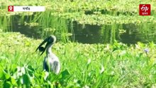 কৃষকৰ বন্ধু শামুকভঙাৰ সুৰক্ষাৰ বাবে প্ৰশংসনীয় পদক্ষেপ কলিয়াবৰৰ এখন গাঁৱৰ