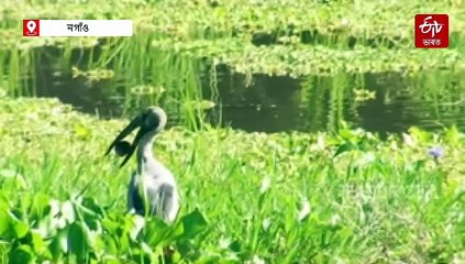 কৃষকৰ বন্ধু শামুকভঙাৰ সুৰক্ষাৰ বাবে প্ৰশংসনীয় পদক্ষেপ কলিয়াবৰৰ এখন গাঁৱৰ