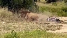 A male lion captures an African wild dog while its pack looks on helplessly 🔥