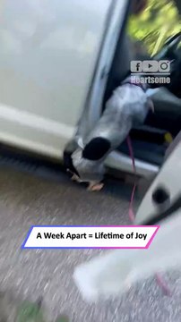Puppy Goes Crazy Seeing Dad After a Week! Heartwarming Reunion 🐶❤️|| Heartsome 💖