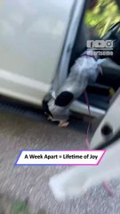 Puppy Goes Crazy Seeing Dad After a Week! Heartwarming Reunion 🐶❤️|| Heartsome 💖