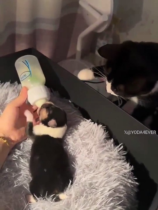 Animal Reactions Compilation