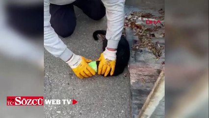 Başı konserve kutusuna sıkışan kediyi belediye temizlik personeli kurtardı