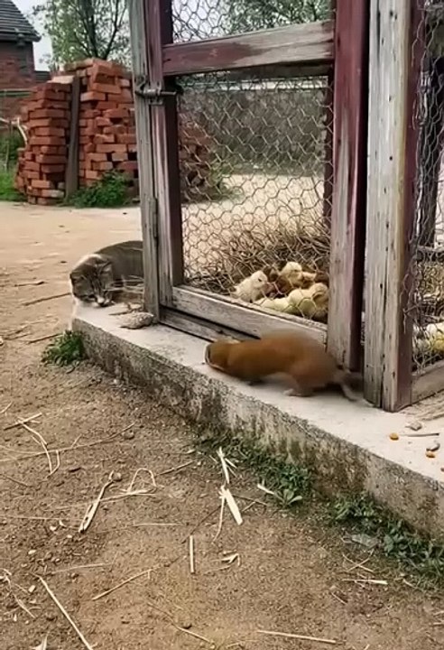 Cute animals 😼cute pets