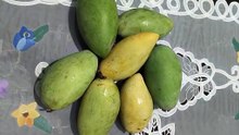 buah Mangga ManaLagi