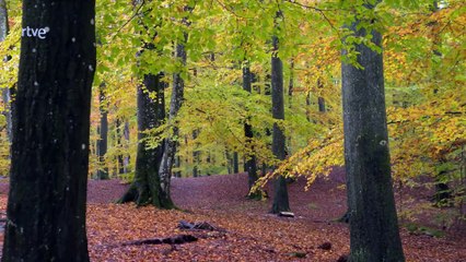 Suecia, la huella de los gigantes