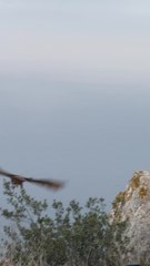 Il s’était coincé dans un grillage : après son sauvetage, le hibou grand duc a été relâché depuis la Tête de Chien à La Turbie