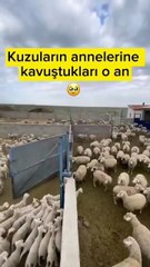 Pazarda anneyi kaybettikten sonra bulmak gibi 🥲