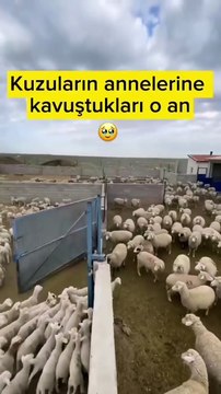 Pazarda anneyi kaybettikten sonra bulmak gibi 🥲