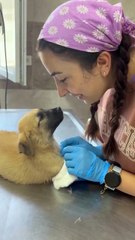 Kendisini tedavi eden veterinere hayran hayran bakan yavru köpek 😊