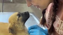 Kendisini tedavi eden veterinere hayran hayran bakan yavru köpek 😊