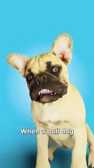 The_Horrible_Risks_Of_Bulldog_Breeding_😥