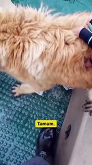 Kayalıklarda mahsur kalmış köpeği büyük bir çaba ile kurtarıp yüzleri gülümseten balıkçılar