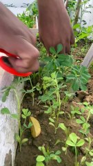 Fresh Organic Vegetables from My Terrace Garden