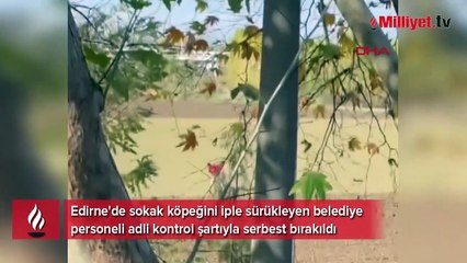 Sokak köpeğini iple sürüklemişti! Belediye personeli ile ilgili karar belli oldu