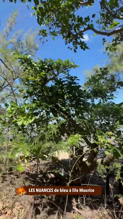 LES NUANCES de bleu à l'île Maurice