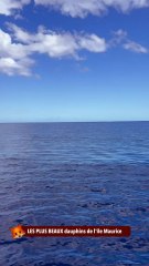 LES PLUS BEAUX dauphins de l'île Maurice