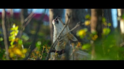 'FOLKTALES' (2025) – Official Trailer _ Directed by Heidi Ewing _ Rachel Grady _ Dogwoof Documentary