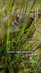 Kuş ve Timsahın İş Birliği 🐦🥚 Anne timsahın yumurtalarını, doğanın en cesur kuşlarından biri olan dikkoplar koruyor.