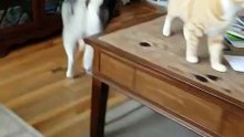 TWO IN ONE