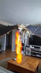 watch carefully she's not a cat