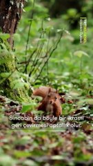 Sincaplar, besin kaynağı olarak değerlendirdikleri mantarların tekrar üremesini sağlar ve meşe palamutlarının da yetişmesine katkı sunar.