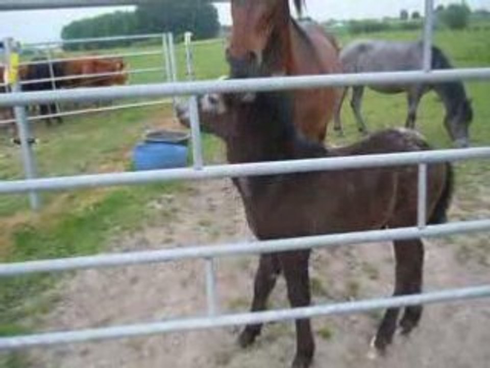 poulain