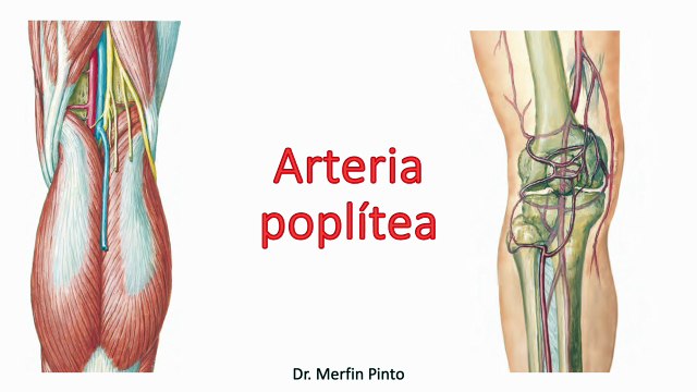 Arteria poplítea #elcuerpoymas #salud #medicina #anatomía