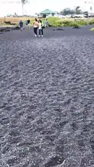 Two turtles were stranded on the beach sand