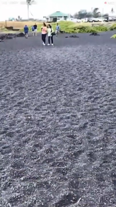 Two turtles were stranded on the beach sand